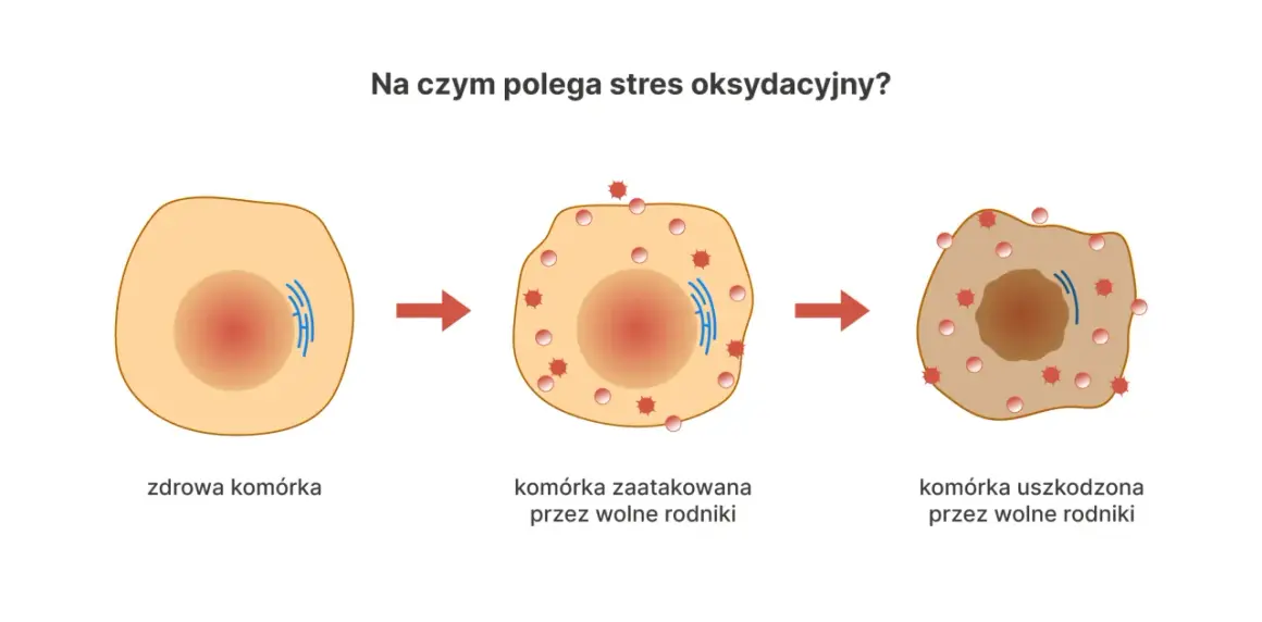 Ilustracja pokazuje, jak wolne rodniki atakują i uszkadzają komórkę, prowadząc do stresu oksydacyjnego.