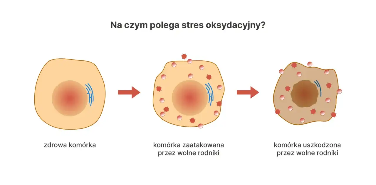 Stres oksydacyjny skóry - które składniki naprawdę pomagają?